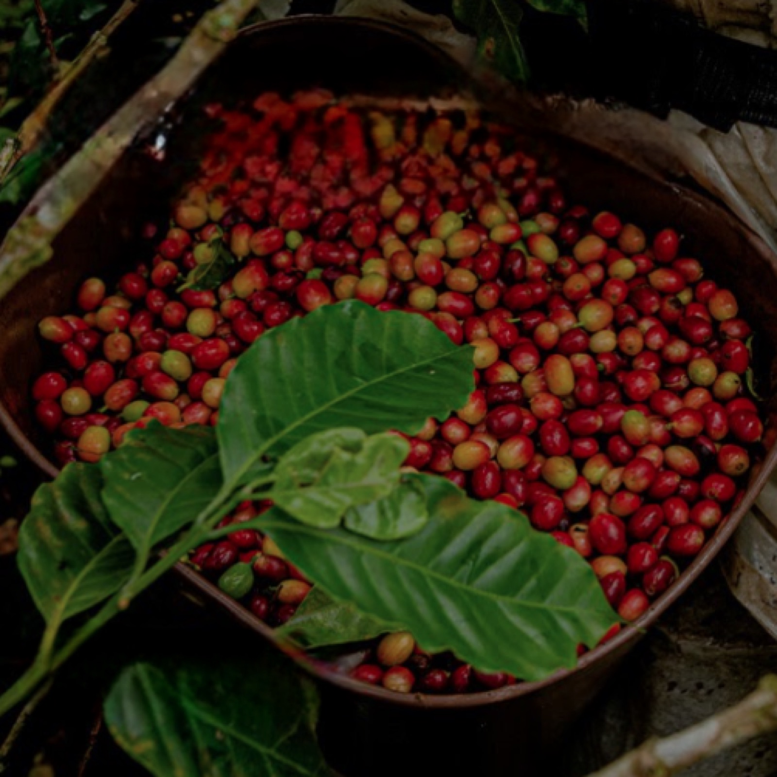 Experiencia del café Finca La Gaviota