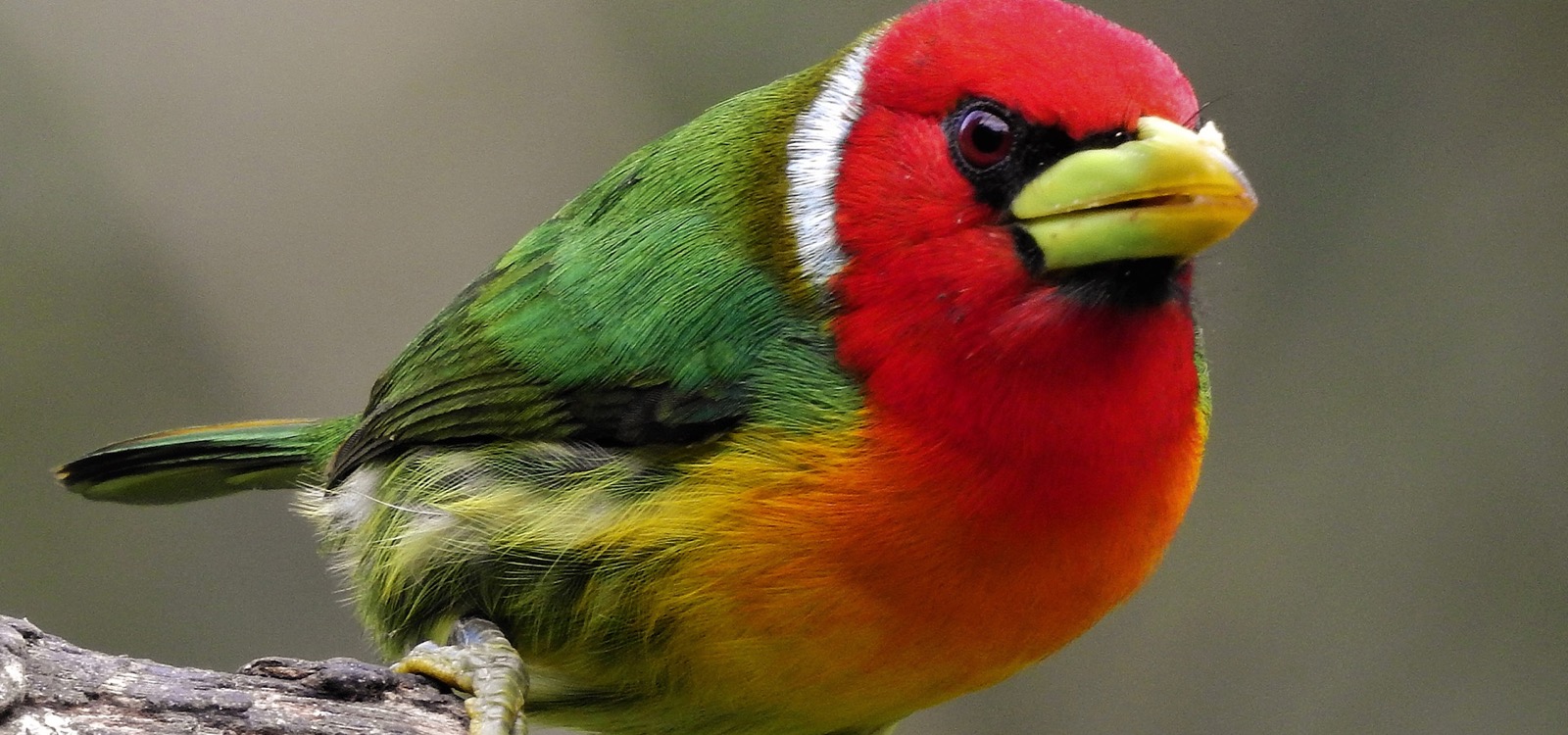 Corozal, Naturaleza, paisaje y aves.