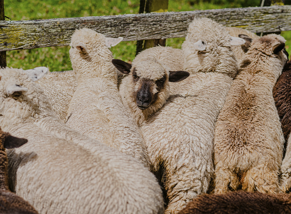 Wool Route