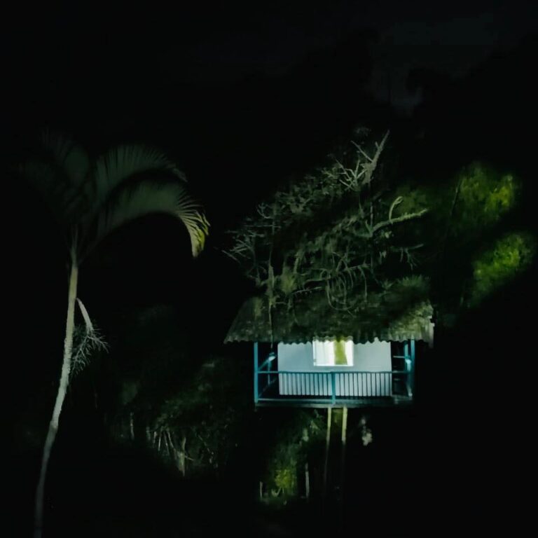Casa En El Arbol