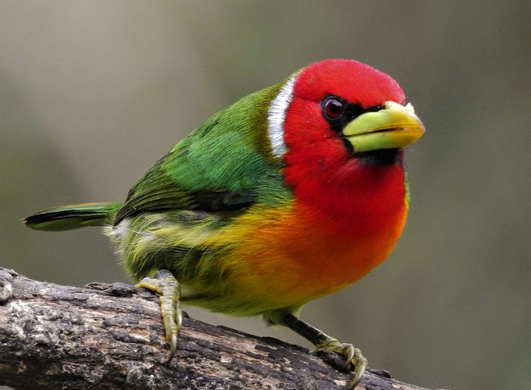 Corozal, Nature, Landscape, and Birds., photo 1 of 6