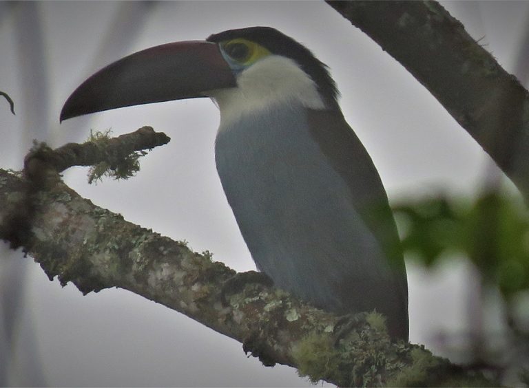 Corozal, Nature, Landscape, and Birds., photo 2 of 6