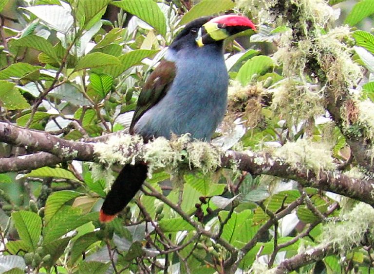 Corozal, Nature, Landscape, and Birds., photo 3 of 6