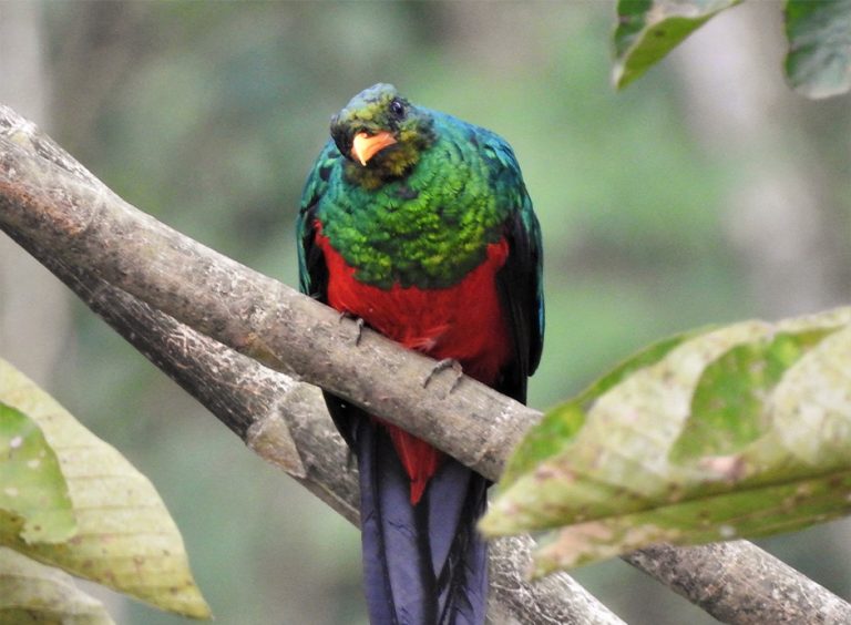 Corozal, Nature, Landscape, and Birds., photo 5 of 6