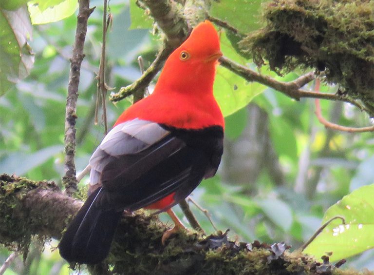 Corozal, Nature, Landscape, and Birds., photo 6 of 6