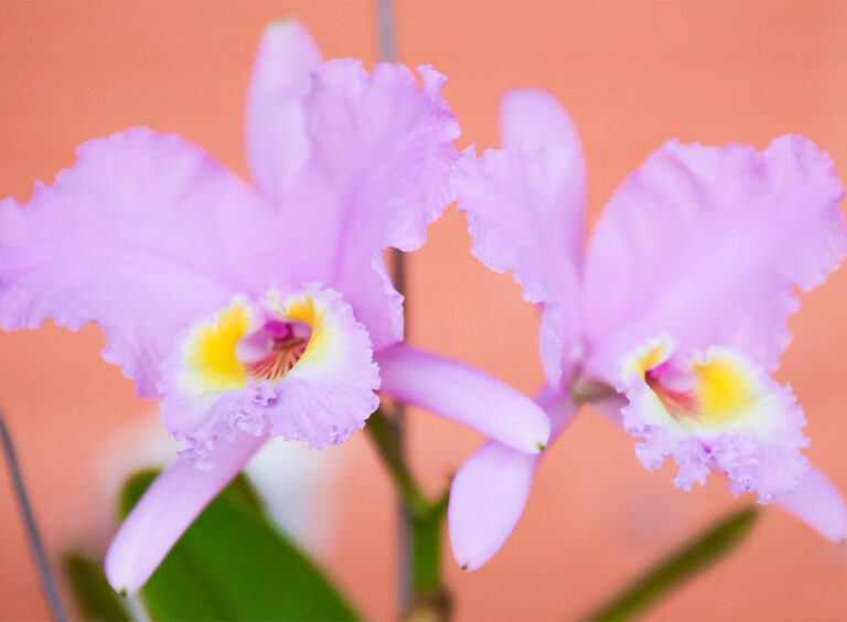 Finca Romelia Orchids and Birds, photo 6 of 6